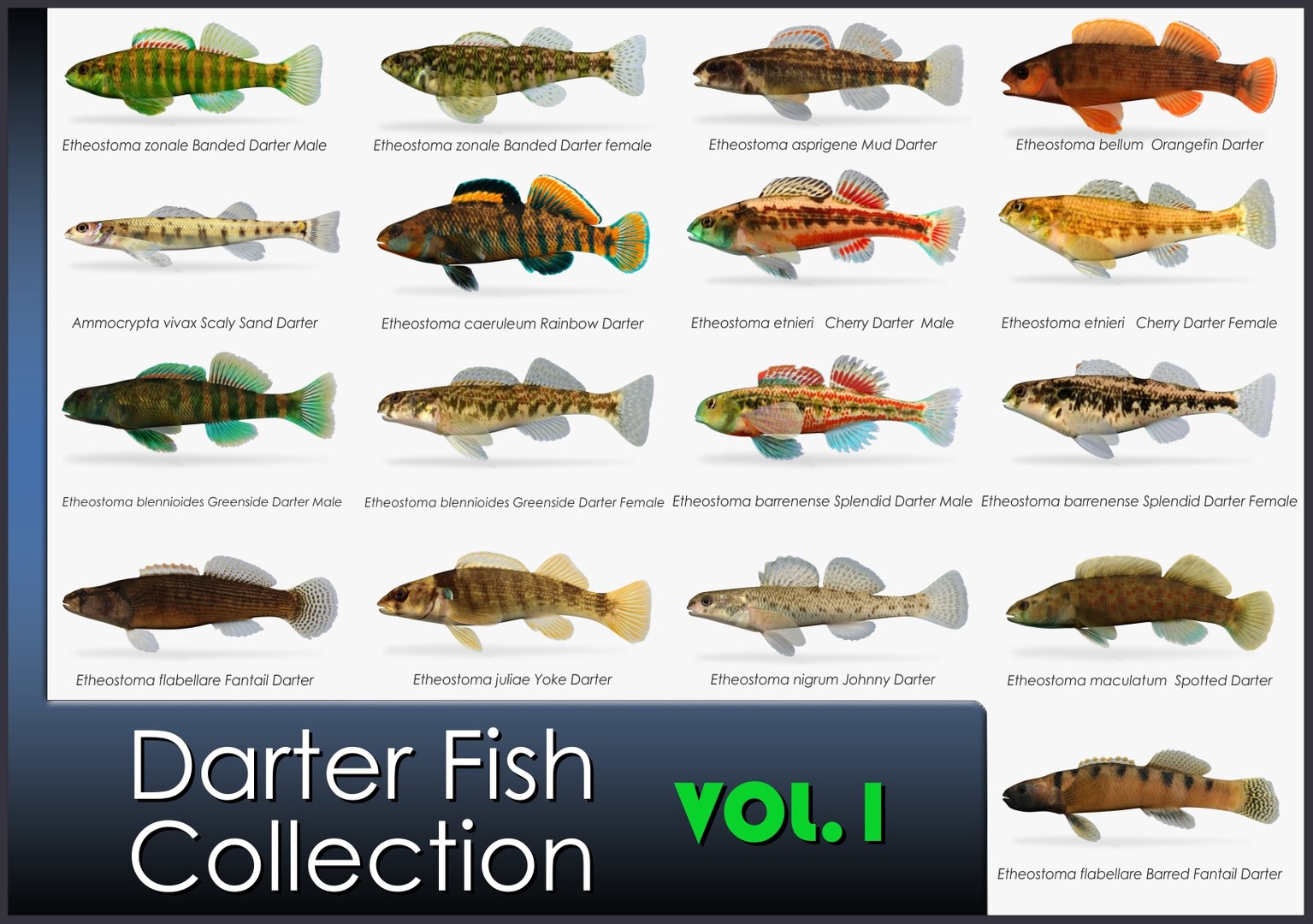 x darter fish https://p.turbosquid.com/ts-thumb/KW/2Tewvn/TmKTAPYx/darter1/jpg/1548511503/1920x1080/fit_q87/b8be443f81b096d91e2aa15757f2e5b9e44b7819/darter1.jpg