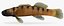 Collezione Darter Fish 1