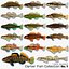 Collezione Darter Fish 1
