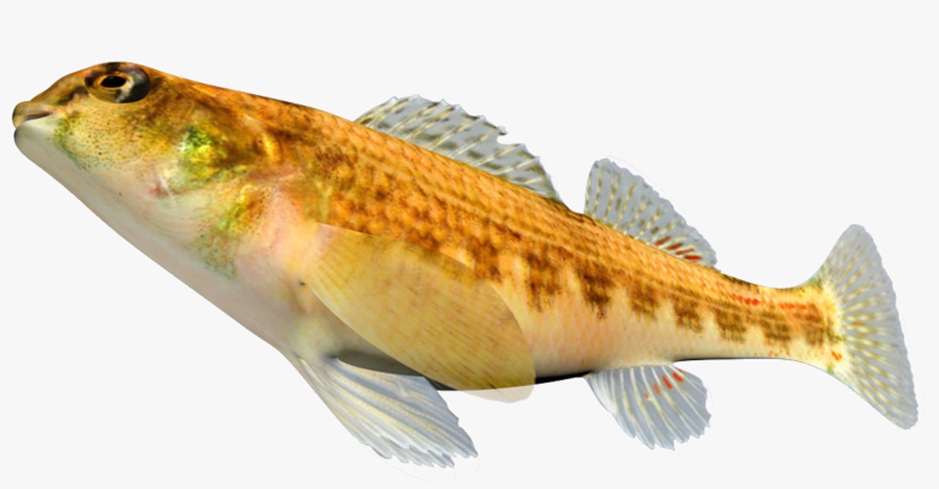 x darter fish https://p.turbosquid.com/ts-thumb/KW/2Tewvn/ZmFNPt9e/2/jpg/1453318169/1920x1080/fit_q87/97ab7c26c440cf7293fadd4d7382acad1d90c5dc/2.jpg