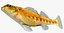 Collezione Darter Fish 1