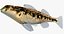 Collezione Darter Fish 1