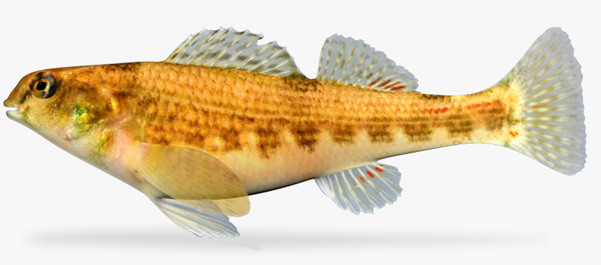 x darter fish https://p.turbosquid.com/ts-thumb/KW/2Tewvn/aIa9AYnk/1/jpg/1453318169/1920x1080/fit_q87/6e1ae7ec2c590ff2963c460fcd9420b5a6526d03/1.jpg