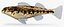 Collezione Darter Fish 1