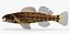 Collezione Darter Fish 1