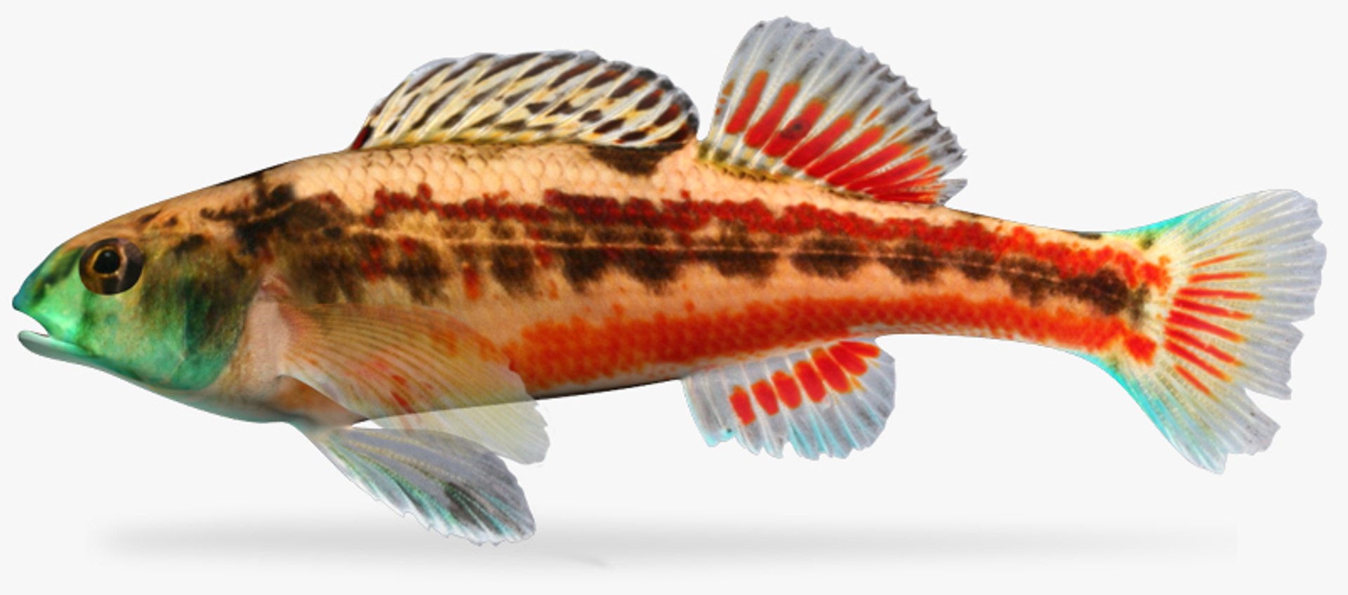 x darter fish https://p.turbosquid.com/ts-thumb/KW/2Tewvn/jcoC0diA/1/jpg/1453318153/1920x1080/fit_q87/922f23667b7a7097788d3fd5fb609fbf12467dbb/1.jpg