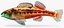 Collezione Darter Fish 1