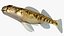 Collezione Darter Fish 1