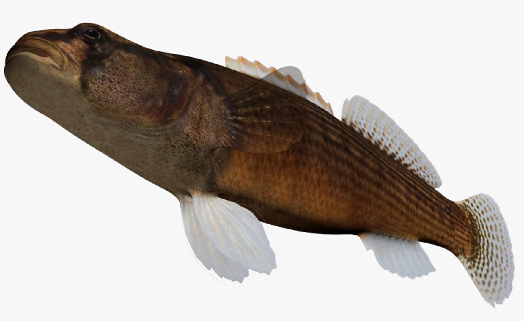 x darter fish https://p.turbosquid.com/ts-thumb/KW/2Tewvn/khNBT9Ij/2/jpg/1453318223/1920x1080/fit_q87/6587ed6823375646b74c9c408110a9321ab82dda/2.jpg