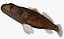 Collezione Darter Fish 1