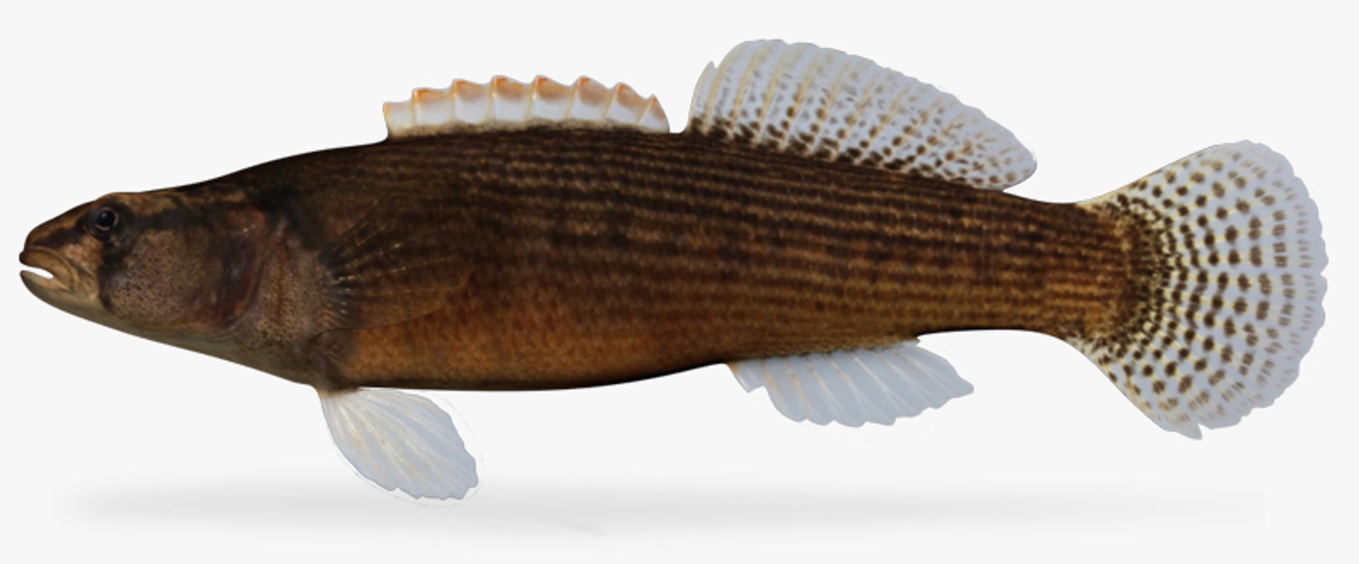 x darter fish https://p.turbosquid.com/ts-thumb/KW/2Tewvn/koEi5Z5g/1/jpg/1453318223/1920x1080/fit_q87/5ed64ca1adc1546a5150d4e6c75c33a643303a81/1.jpg