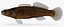 Collezione Darter Fish 1