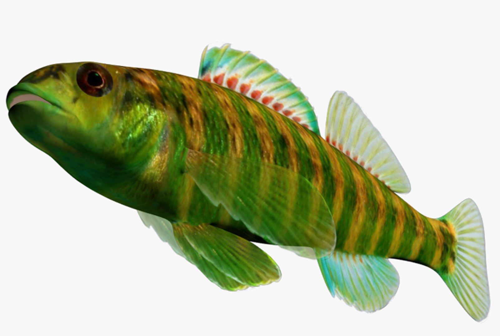 x darter fish https://p.turbosquid.com/ts-thumb/KW/2Tewvn/mQGEpLyS/2/jpg/1453318286/1920x1080/fit_q87/4209b9e3f443633607a47794772fcc39de188fa5/2.jpg