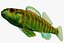Collezione Darter Fish 1