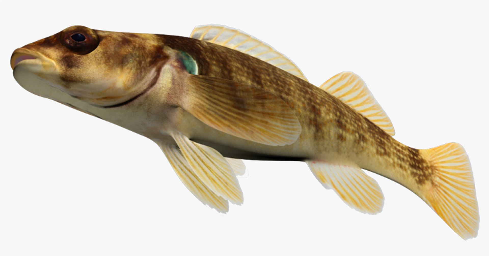 x darter fish https://p.turbosquid.com/ts-thumb/KW/2Tewvn/mc7Jr3uF/2/jpg/1453318237/1920x1080/fit_q87/b477e1d3db751bbdae5d4dc70395b253cbfc0564/2.jpg