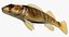 Collezione Darter Fish 1