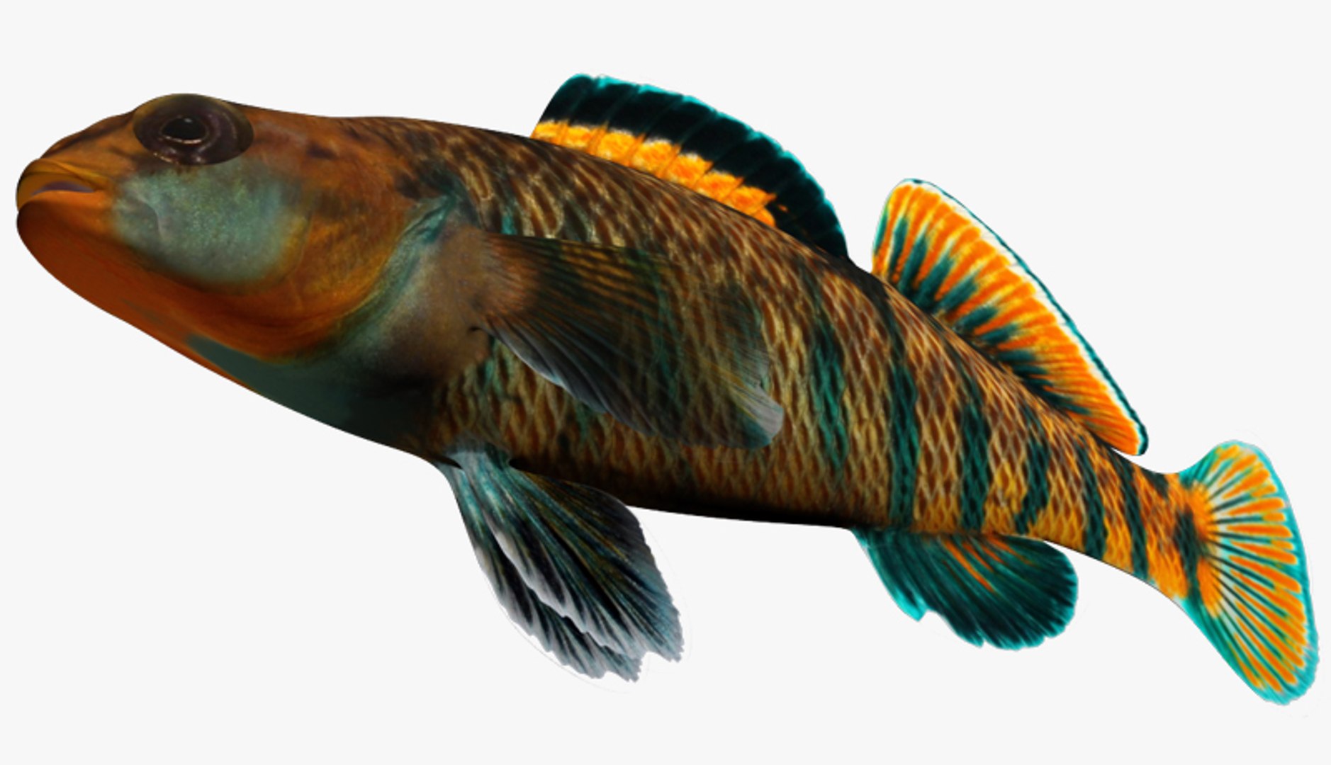 x darter fish https://p.turbosquid.com/ts-thumb/KW/2Tewvn/njTjRG4d/2/jpg/1453318140/1920x1080/fit_q87/608478f010b37b9a2dfff82e2cb30a20abcee603/2.jpg