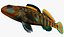 Collezione Darter Fish 1