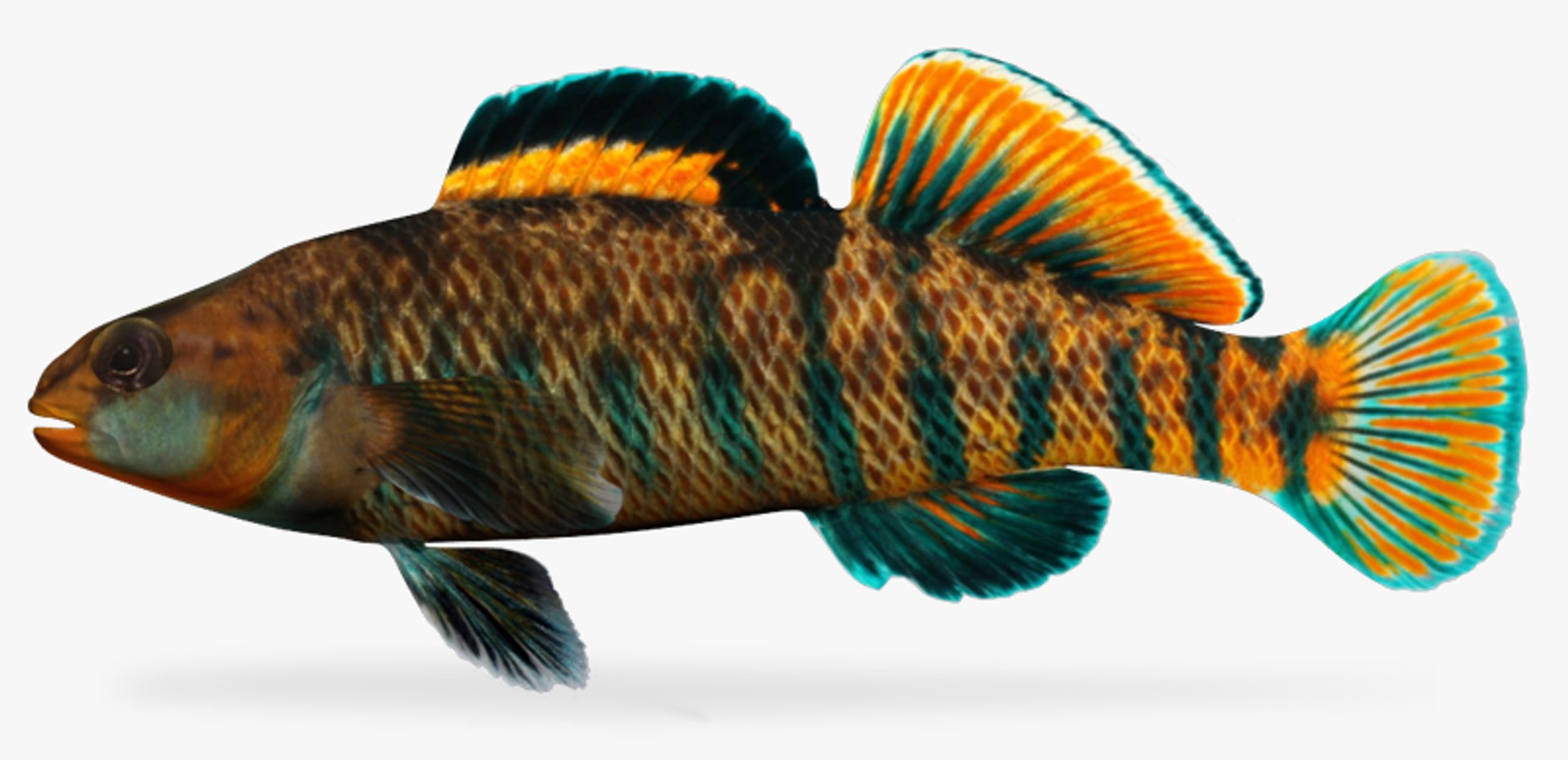 x darter fish https://p.turbosquid.com/ts-thumb/KW/2Tewvn/vrNkVH0v/1/jpg/1453318140/1920x1080/fit_q87/3db708249180ff30f6c87db1dcccd58e1a25fe7b/1.jpg