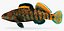 Collezione Darter Fish 1