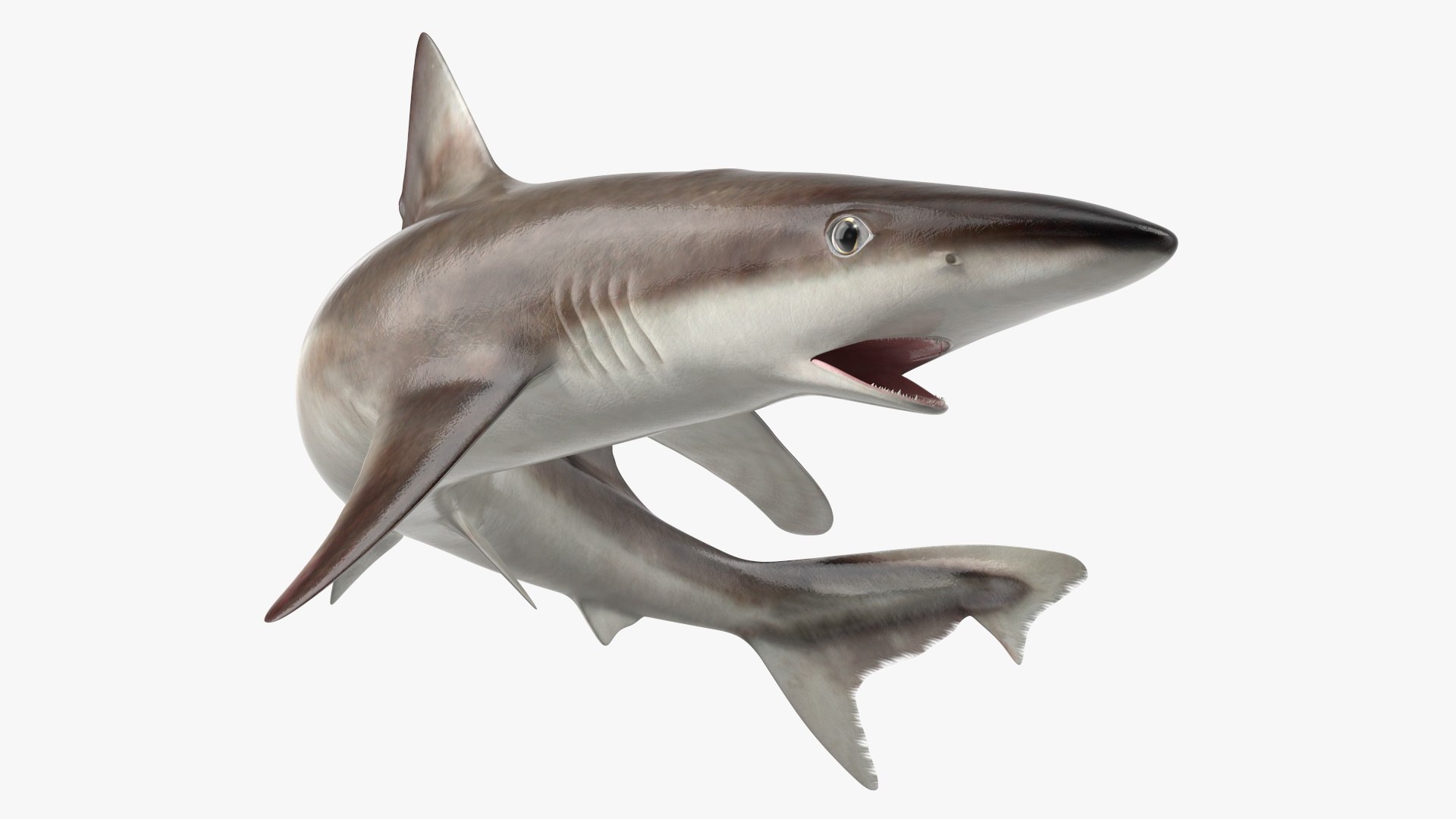Galeorhinus Galeus Shark 3D model preview