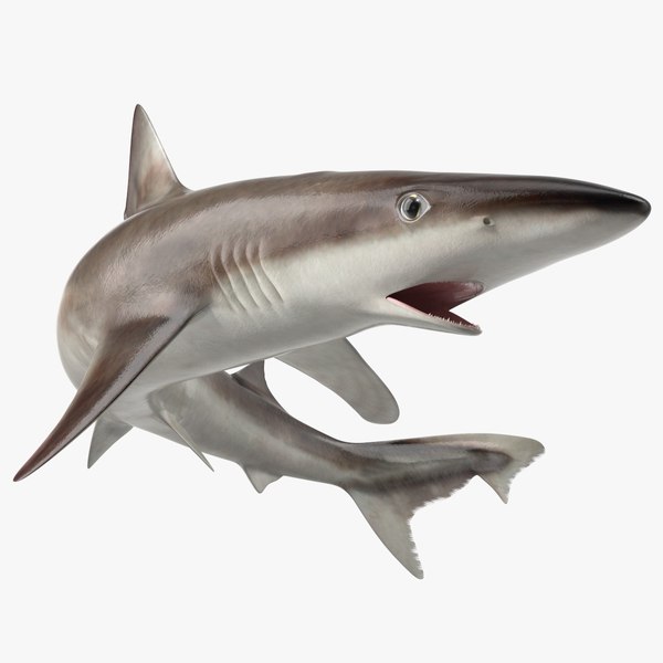 modelo 3d Galeorhinus Galeus Tiburón TurboSquid 2235526