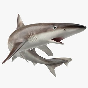 Galeorhinus Galeus Shark