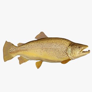 max brown trout
