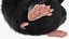 3D model Mesocricetus Auratus Black