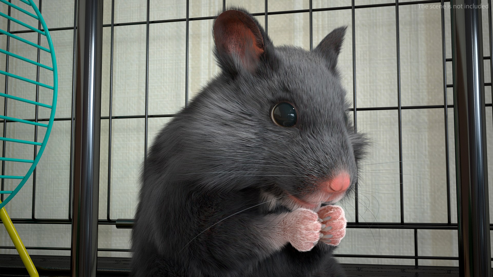 3D Model Mesocricetus Auratus Black TurboSquid 2048528