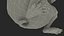 3D model Mesocricetus Auratus Black