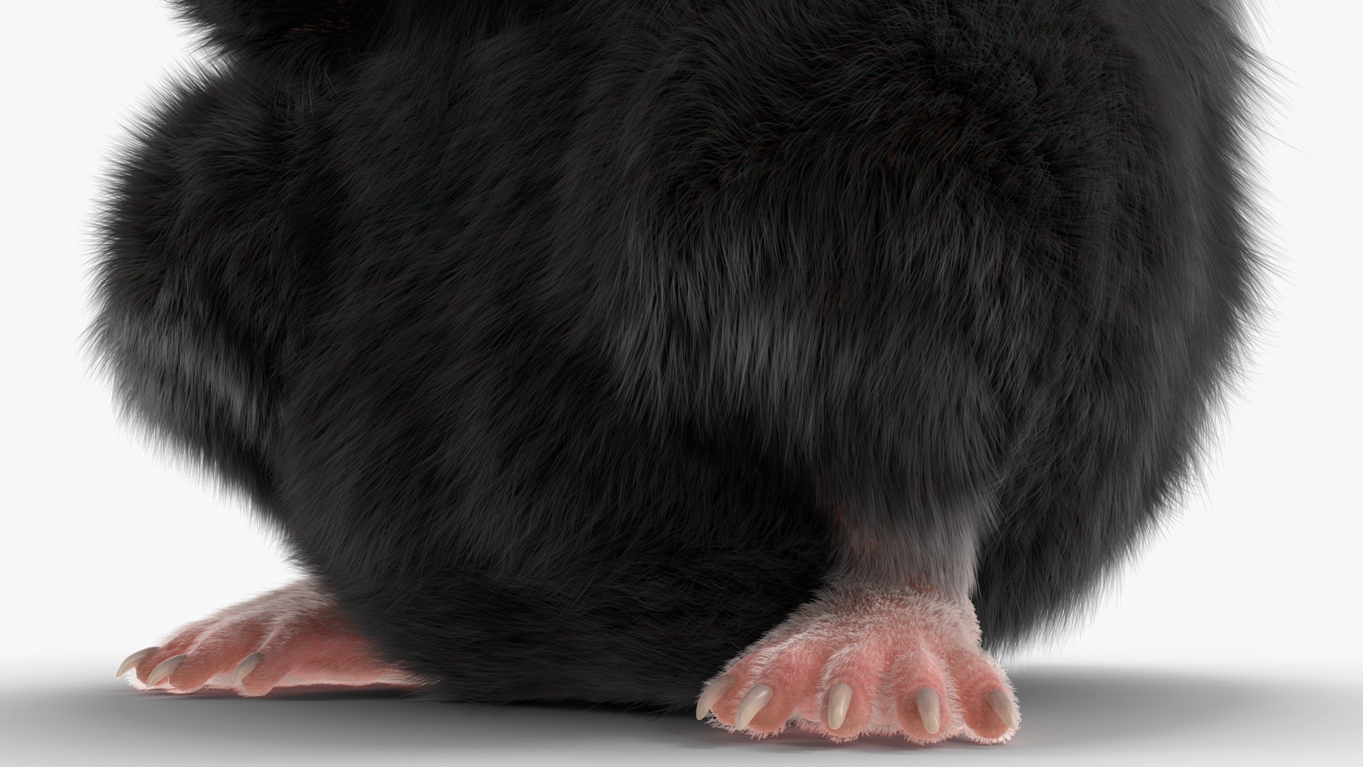 3D Model Mesocricetus Auratus Black TurboSquid 2048528