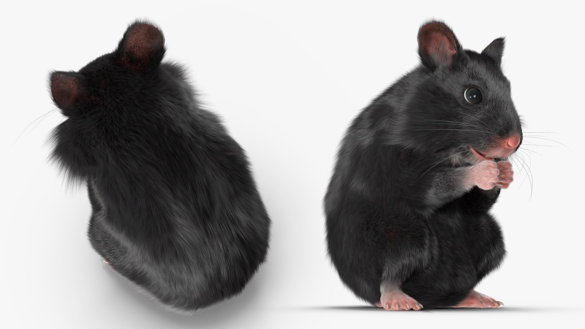 3D Model Mesocricetus Auratus Black TurboSquid 2048528