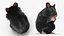 3D model Mesocricetus Auratus Black