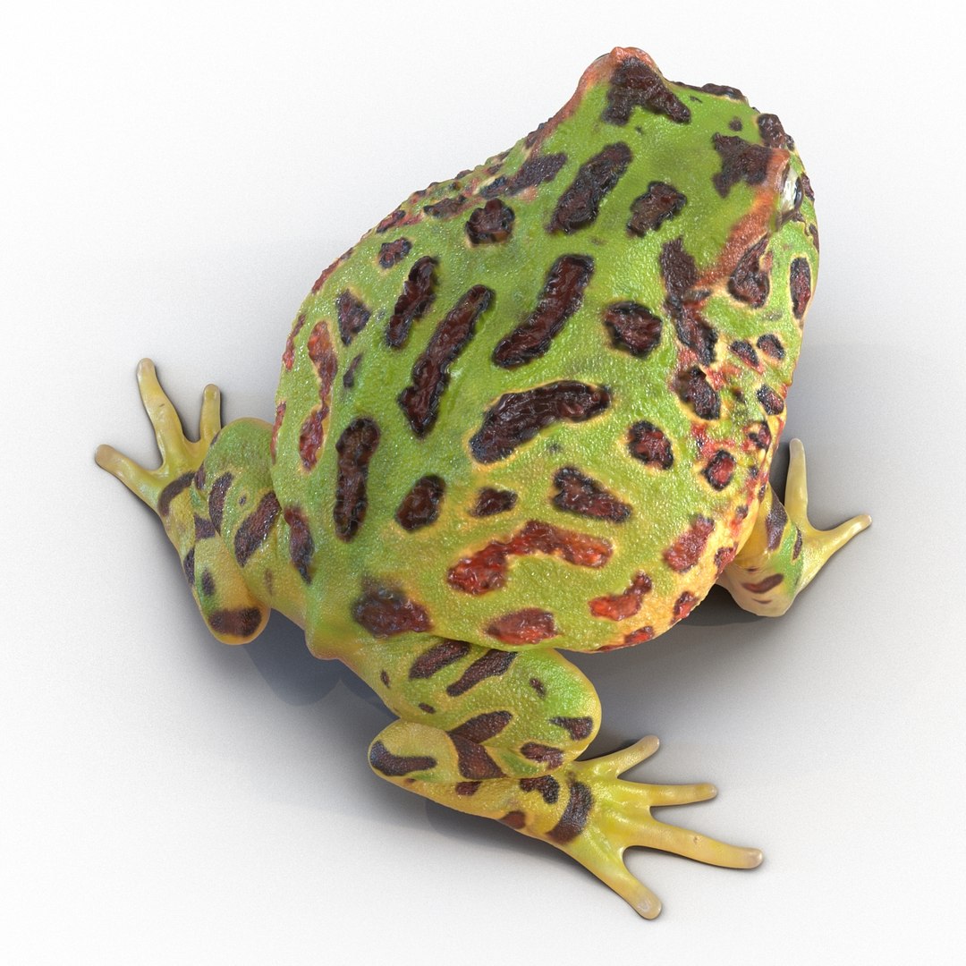 3d pacman frog rigged model https://p.turbosquid.com/ts-thumb/KW/MQxUl4/0RNgHQYW/pacmanfrogriggedcinema4d3dmodel15/jpg/1479916458/1920x1080/fit_q87/378623b554e7ccdcc6e3492a03eaea1e38c50cd3/pacmanfrogriggedcinema4d3dmodel15.jpg