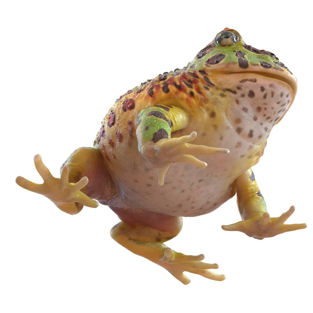 3d pacman frog rigged model https://p.turbosquid.com/ts-thumb/KW/MQxUl4/2cso1w6N/pacmanfrogriggedcinema4d3dmodel21/jpg/1479916458/1920x1080/fit_q87/ff4bcc19a8b77c4eaafef0dc7769bcc4e76b2a46/pacmanfrogriggedcinema4d3dmodel21.jpg