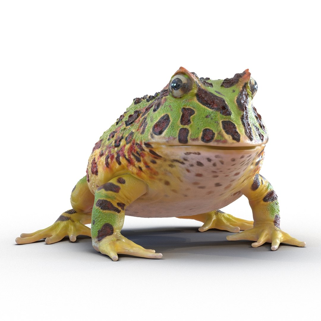 3d pacman frog rigged model https://p.turbosquid.com/ts-thumb/KW/MQxUl4/35Zh41ib/pacmanfrogriggedcinema4d3dmodel11/jpg/1479916458/1920x1080/fit_q87/5c2382c89f4134c3b0e98ed31a3527c43f935f38/pacmanfrogriggedcinema4d3dmodel11.jpg