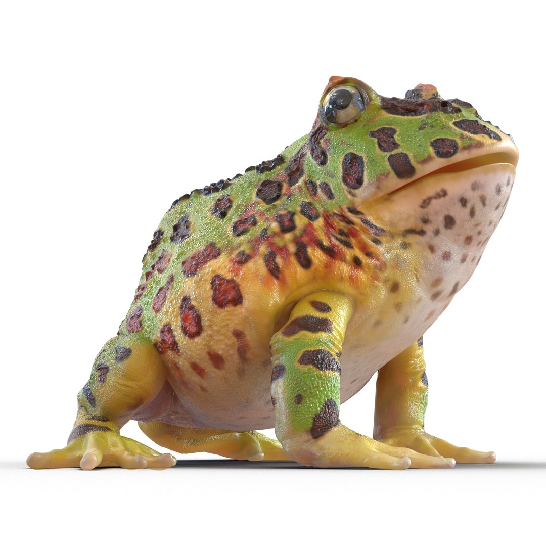 3d pacman frog rigged model https://p.turbosquid.com/ts-thumb/KW/MQxUl4/AUw45q8h/pacmanfrogriggedcinema4d3dmodel19/jpg/1479916458/1920x1080/fit_q87/685b9a9368fdba5f4d15a964d13271222cadd72f/pacmanfrogriggedcinema4d3dmodel19.jpg