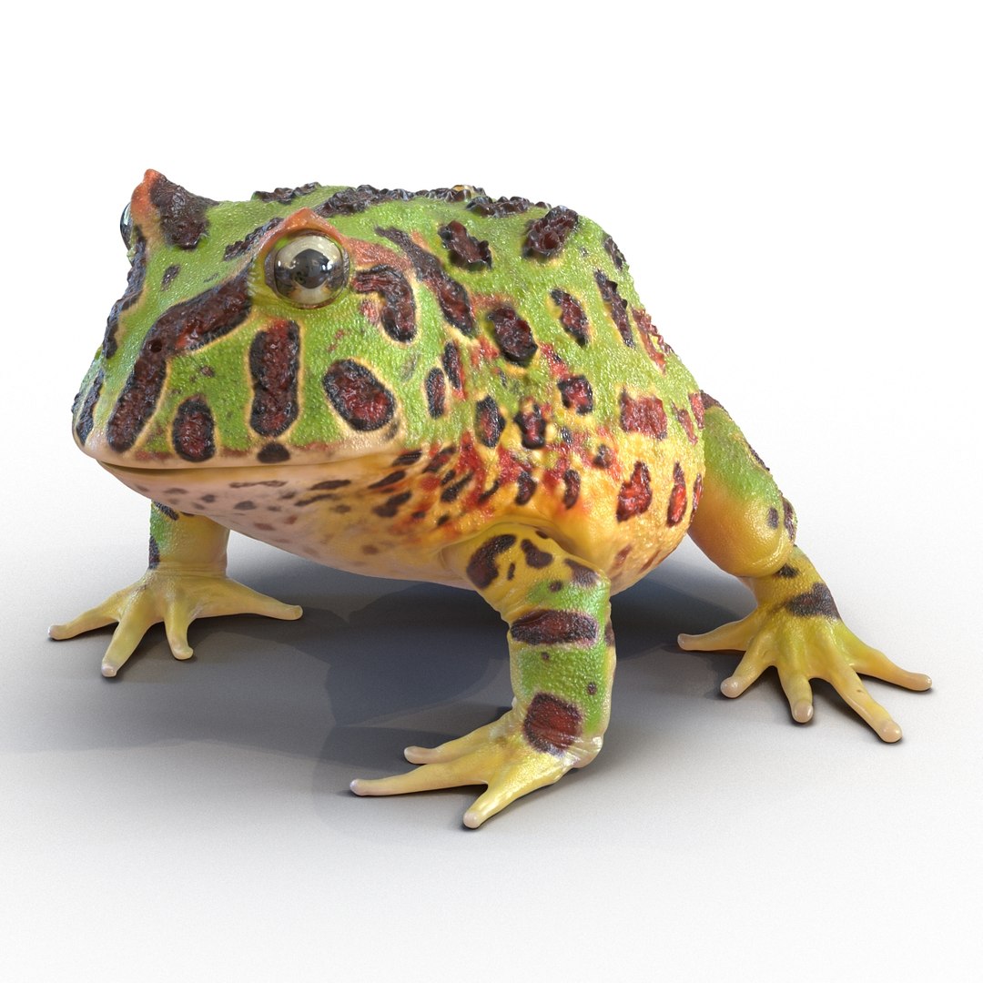 3d pacman frog rigged model https://p.turbosquid.com/ts-thumb/KW/MQxUl4/ByAkcblQ/pacmanfrogriggedcinema4d3dmodel04/jpg/1479916458/1920x1080/fit_q87/d9db00abb216100211f310d66777c82a7fe9f861/pacmanfrogriggedcinema4d3dmodel04.jpg