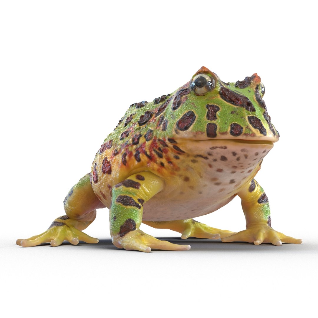 3d pacman frog rigged model https://p.turbosquid.com/ts-thumb/KW/MQxUl4/E1FYAPfl/pacmanfrogriggedcinema4d3dmodel18/jpg/1479916458/1920x1080/fit_q87/87bc2ca308f473a72e283f949e3fb77bca4f44da/pacmanfrogriggedcinema4d3dmodel18.jpg