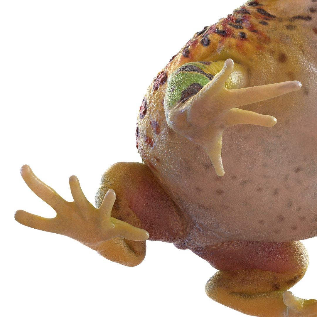 3d pacman frog rigged model https://p.turbosquid.com/ts-thumb/KW/MQxUl4/HaozGKqV/pacmanfrogriggedcinema4d3dmodel32/jpg/1479916458/1920x1080/fit_q87/9a3a4581182cb48badf60de9110b8d3a448109f6/pacmanfrogriggedcinema4d3dmodel32.jpg