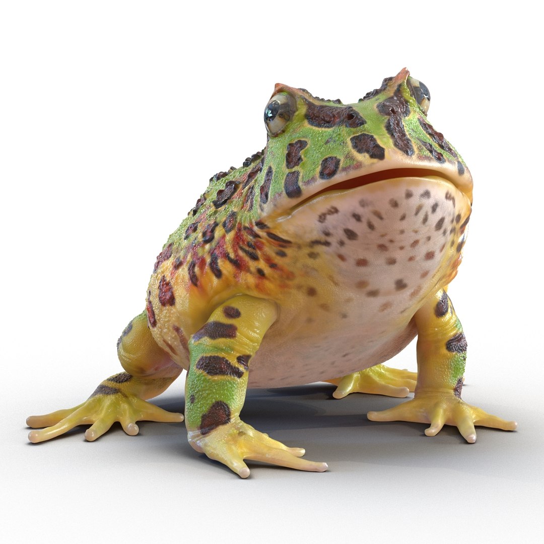 3d pacman frog rigged model https://p.turbosquid.com/ts-thumb/KW/MQxUl4/KjAUPlDg/pacmanfrogriggedcinema4d3dmodel12/jpg/1479916458/1920x1080/fit_q87/1d3ecf5adabf7d15f864b6eba35093fd7132edae/pacmanfrogriggedcinema4d3dmodel12.jpg