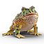 Pacman Frog Rigged for Cinema 4D