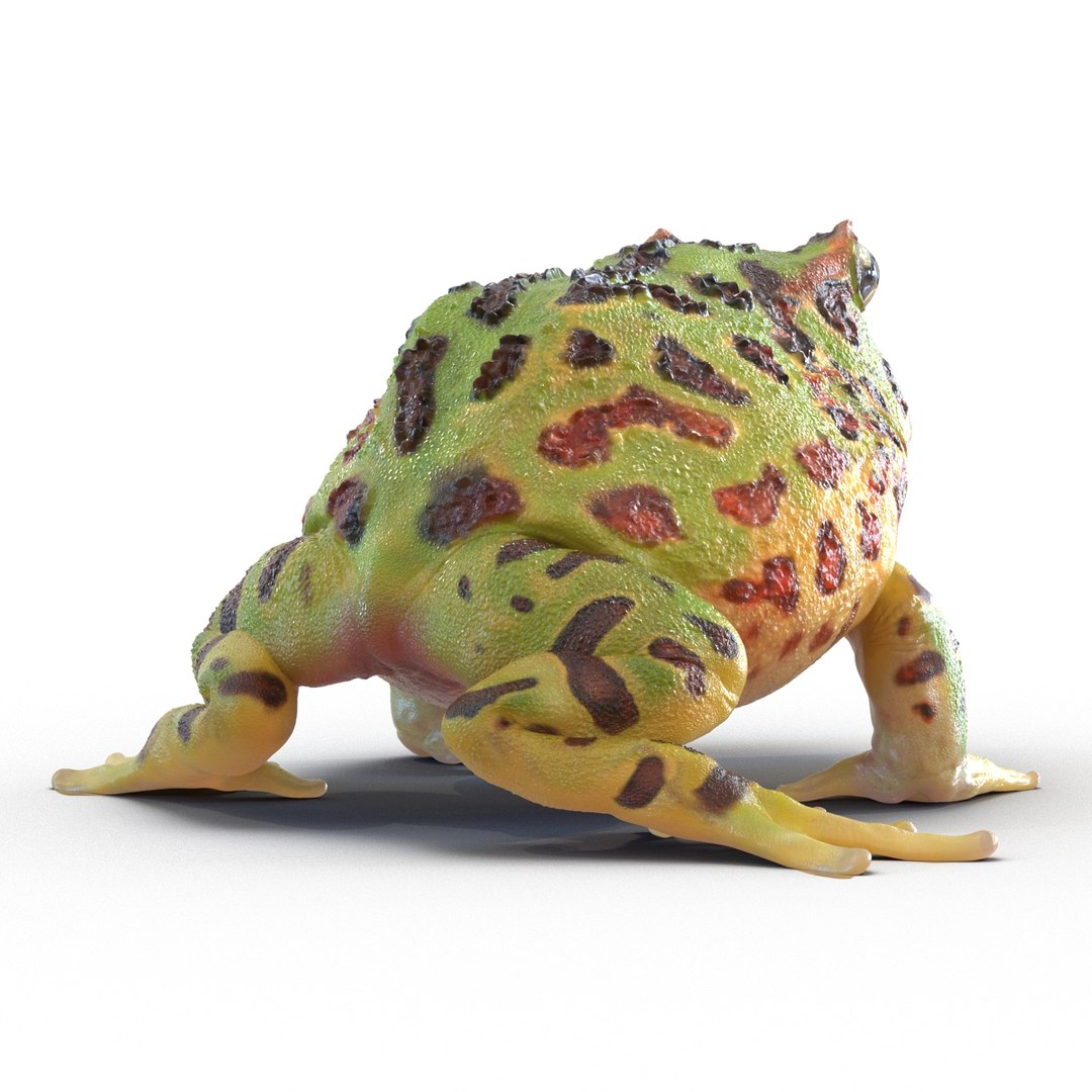 3d pacman frog rigged model https://p.turbosquid.com/ts-thumb/KW/MQxUl4/VW1HQS2G/pacmanfrogriggedcinema4d3dmodel13/jpg/1479916458/1920x1080/fit_q87/e27eb2978e8e0be1fbbcfac07de5836164e18746/pacmanfrogriggedcinema4d3dmodel13.jpg