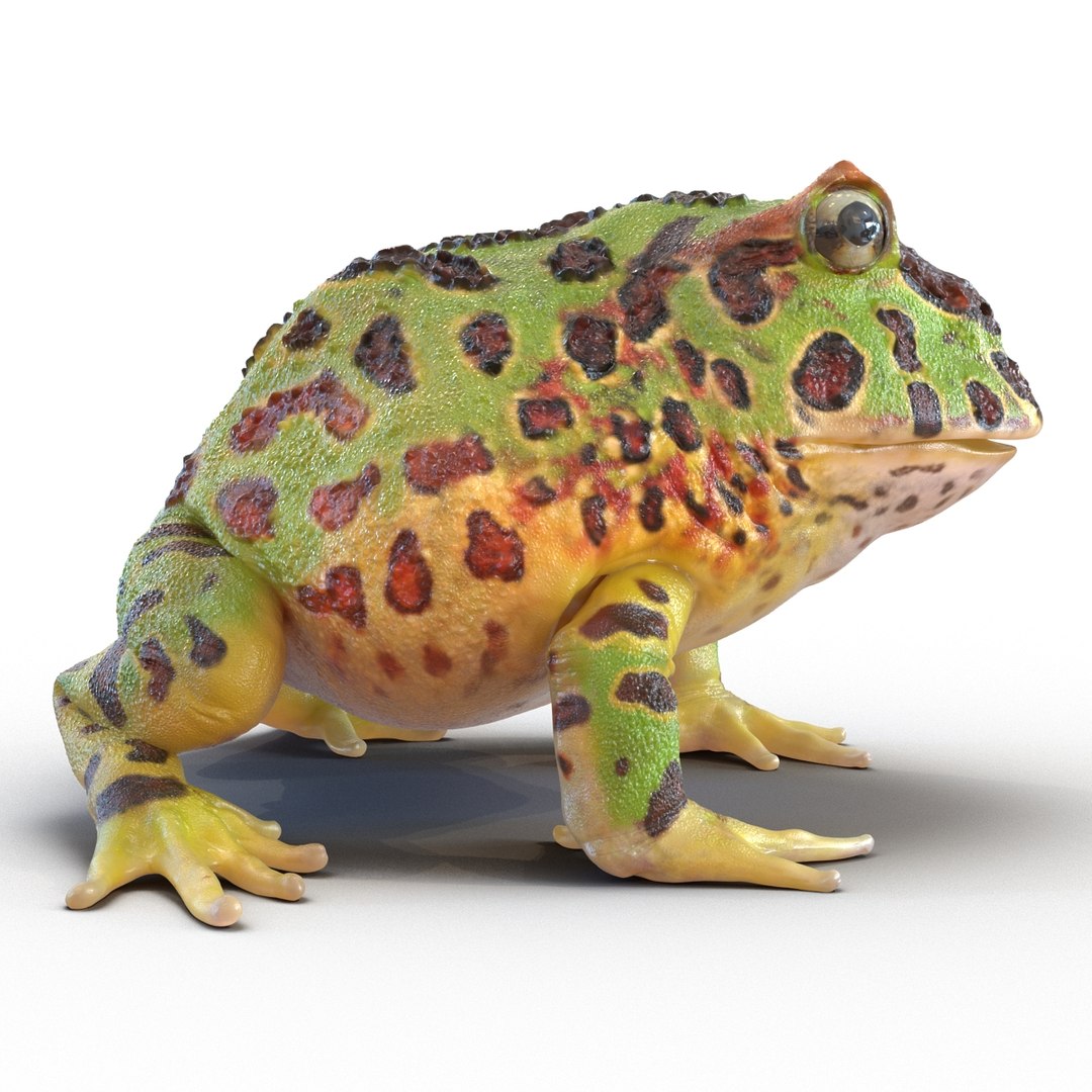 3d pacman frog rigged model https://p.turbosquid.com/ts-thumb/KW/MQxUl4/VxxS1NsN/pacmanfrogriggedcinema4d3dmodel09/jpg/1479916458/1920x1080/fit_q87/e3894d8b2282fdab226bb79db6ad220d007e9127/pacmanfrogriggedcinema4d3dmodel09.jpg