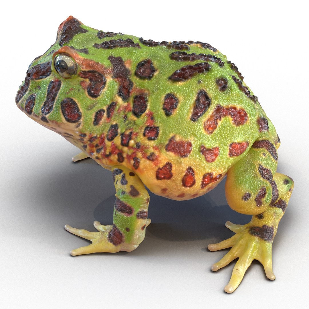 3d pacman frog rigged model https://p.turbosquid.com/ts-thumb/KW/MQxUl4/aAcGwKtf/pacmanfrogriggedcinema4d3dmodel10/jpg/1479916458/1920x1080/fit_q87/983b90b13c206fd893ff8b3556043699c385c9f4/pacmanfrogriggedcinema4d3dmodel10.jpg