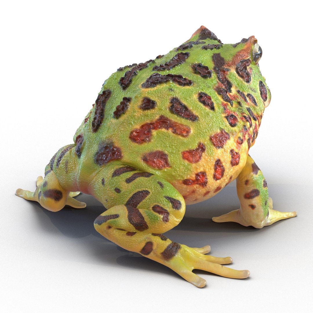 3d pacman frog rigged model https://p.turbosquid.com/ts-thumb/KW/MQxUl4/hM149GEX/pacmanfrogriggedcinema4d3dmodel08/jpg/1479916458/1920x1080/fit_q87/f7805ae44ab6d19b88c554196eb3dbb152e8cf72/pacmanfrogriggedcinema4d3dmodel08.jpg