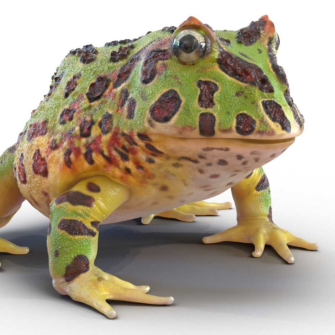 3d pacman frog rigged model https://p.turbosquid.com/ts-thumb/KW/MQxUl4/lKdJQPL9/pacmanfrogriggedcinema4d3dmodel22/jpg/1479916458/1920x1080/fit_q87/9e5b21dc026974e957c526142e20c5b638c698c7/pacmanfrogriggedcinema4d3dmodel22.jpg