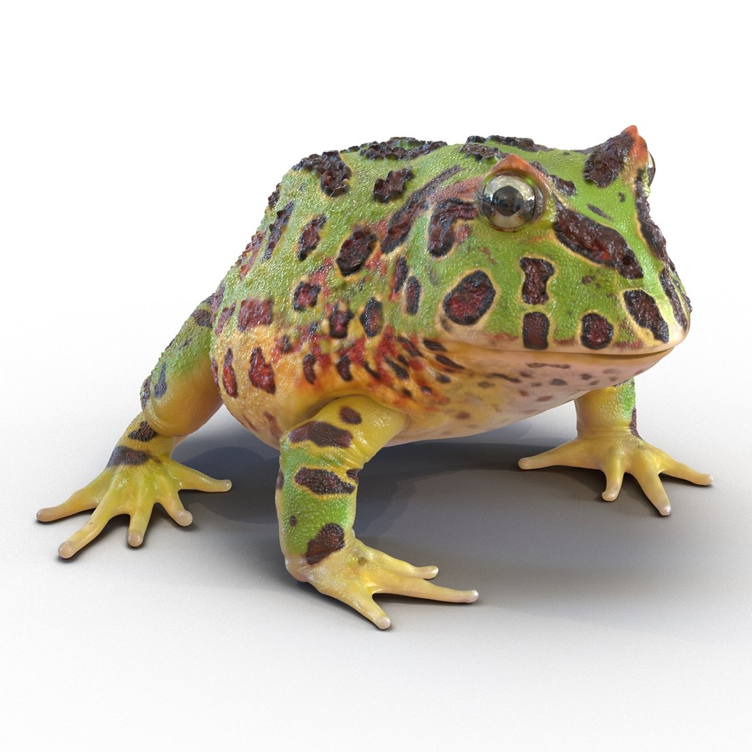 3d pacman frog rigged model https://p.turbosquid.com/ts-thumb/KW/MQxUl4/nguG4EWY/pacmanfrogriggedcinema4d3dmodel02/jpg/1479916458/1920x1080/fit_q87/b3c27a1f746bfa1f7abfc7820e6d223d37522326/pacmanfrogriggedcinema4d3dmodel02.jpg