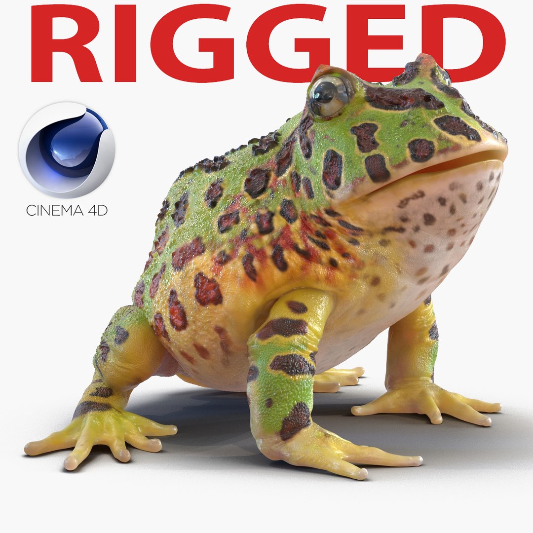 Pacman Frog Rigged for Cinema 4D 3D model preview